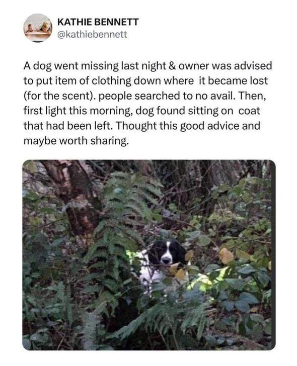 A screenshot of a tweet from Kathie Bennett (@kathiebennett) on X.com. The tweet recounts a story about a missing dog: after the owner left a coat to use scent for tracking, the dog was found sitting on the coat at dawn. Below the text is a photograph of the dog (black and white, possibly a spaniel mix) sitting among green foliage, with its head visible through leaves, appearing calm.