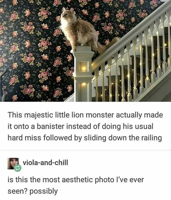 This image is a social media screenshot featuring a fluffy, long-haired cat perched regally on the top newel post of a staircase banister. The cat's thick fur and upright stance give it a striking lion-like appearance, which the accompanying caption playfully references. The background features a dark, vintage-style floral wallpaper, and the staircase railing is adorned with warm, glowing fairy lights, enhancing the image's cozy, aesthetic charm. Below the photo, two text sections appear: the primary caption reads, "This majestic little lion monster actually made it onto a banister instead of doing his usual hard miss followed by sliding down the railing," humorously contrasting the cat's current regal perch with its typical clumsy attempts to climb the railing. A comment from user "viola-and-chill" follows, asking, "is this the most aesthetic photo I've ever seen? possibly." The core joke lies in the affectionate nickname "lion monster" for the fluffy cat, and the endearing contrast between its dignified pose and its known clumsy behavior. In response to the commenter's question: yes, the combination of the regal cat, warm ambient lighting, and nostalgic floral backdrop creates a highly aesthetically pleasing image.