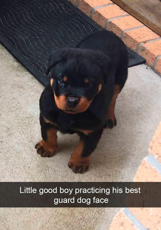 This image features a tiny, young Rottweiler puppy standing on a concrete doorstep just outside a doorway, looking up at the camera with a serious, slightly frowning expression trying to look tough. At the bottom, a text caption reads 'Little good boy practicing his best guard dog face'. The joke plays on the contrast between the puppy's inherently cute, small size and his attempt to act as an intimidating guard dog, resulting in a heartwarming, humorous moment.