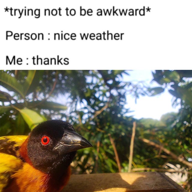 A two-part meme consisting of text and an image. The top section contains the text '*trying not to be awkward* Person : nice weather Me : thanks' which humorously depicts an awkward social interaction where someone incorrectly responds 'thanks' to a weather comment. The bottom section features a close-up photograph of a bird with striking red eyes, black head, and yellow-orange body perched on a wooden surface, with green foliage in the background. The bird's intense stare appears to convey judgment or disbelief, emphasizing the awkwardness of the social interaction described in the text.