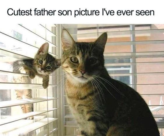 This is a wholesome, lighthearted meme featuring two tabby cats positioned in front of window blinds. The larger, adult cat sits upright facing the camera with a calm, neutral expression, while a smaller kitten is stuck halfway through the slats of the blinds behind it, peeking out with a curious, playful look. The top text overlay reads "Cutest father son picture I've ever seen", which frames the pair as a father and child. The humor and charm come from the visual gag of the kitten's silly, stuck position paired with the warm, familial framing, leaning into the popular online trend of cute pet content that feels relatable and heartwarming.