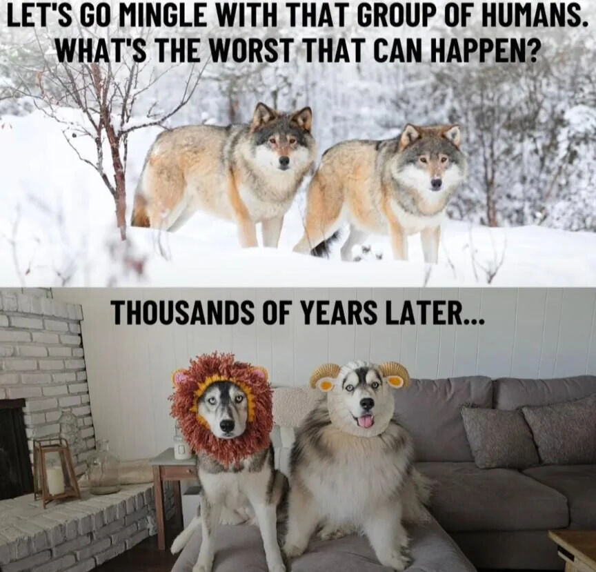 A two-panel meme contrasting wild wolves and domesticated dogs to humorously depict the consequences of canine domestication. The top panel shows two serious wolves standing in a snowy wilderness with the text: 'LET'S GO MINGLE WITH THAT GROUP OF HUMANS. WHAT'S THE WORST THAT CAN HAPPEN?' The bottom panel, labeled 'THOUSANDS OF YEARS LATER...', features two dogs (likely Huskies) in silly costumes—a lion mane and ram horns—sitting comfortably on a couch in a cozy indoor setting, implying that mingling with humans led to their domestication and playful, pampered lifestyles.