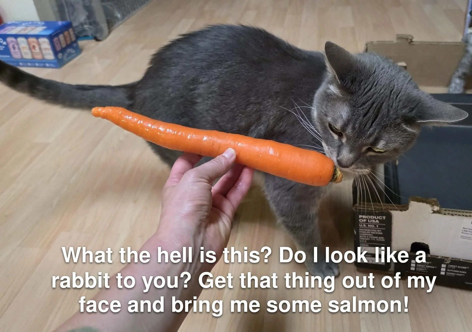 This meme features a real grey domestic cat with an annoyed, unimpressed expression, sniffing a carrot held up to its face by a human hand. The overlaid text anthropomorphizes the cat with a sarcastic, indignant voice: "What the hell is this? Do I look like a rabbit to you? Get that thing out of my face and bring me some salmon!

The humor stems from the contrast between the cat's expected preferred food (fish like salmon) and the inappropriate carrot, playing on the stereotype that cats are picky eaters who demand their favorite meals, while carrots are strongly associated with rabbits. The setting is a home interior with light wooden flooring, a cardboard box, and a partially visible pet food box in the background.
