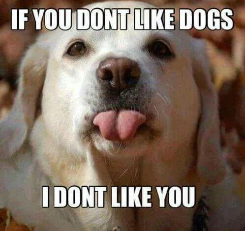 This is a wholesome dog-themed image macro meme, centered on a close-up photo of a friendly light yellow Labrador Retriever sticking its split tongue out towards the camera. Large white text with black outline is overlaid at the top and bottom, reading "IF YOU DONT LIKE DOGS / I DONT LIKE YOU". The meme expresses a relatable opinion for dog lovers that anyone who dislikes dogs is not likable, with the cute dog photo reinforcing the wholesome, lighthearted tone.