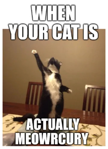 A humorous meme featuring a real black and white cat standing upright on its hind legs, with its front paw raised as if reaching for something. The cat is positioned in a domestic setting with a wooden table and chairs visible in the background. Overlaid text at the top reads 'WHEN YOUR CAT IS' and at the bottom reads 'ACTUALLY MEOWRCURY,' creating a pun by combining 'meow' (the sound a cat makes) with 'Mercury' (the planet or chemical element), resulting in 'Meowrcury.' The image blends a cute animal moment with wordplay to evoke amusement.