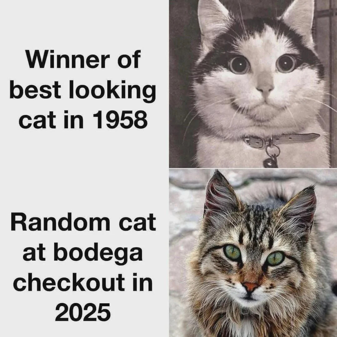 A two-panel meme comparing two cats. The top panel features a black and white photograph of a cat with a collar and bell, accompanied by the text 'Winner of best looking cat in 1958'. The bottom panel shows a color photograph of another cat with green eyes, with the text 'Random cat at bodega checkout in 2025'. The humor lies in playfully contrasting a past 'award-winning' cat with a modern 'ordinary' cat, both appearing equally charming, emphasizing wholesome cuteness over competition.