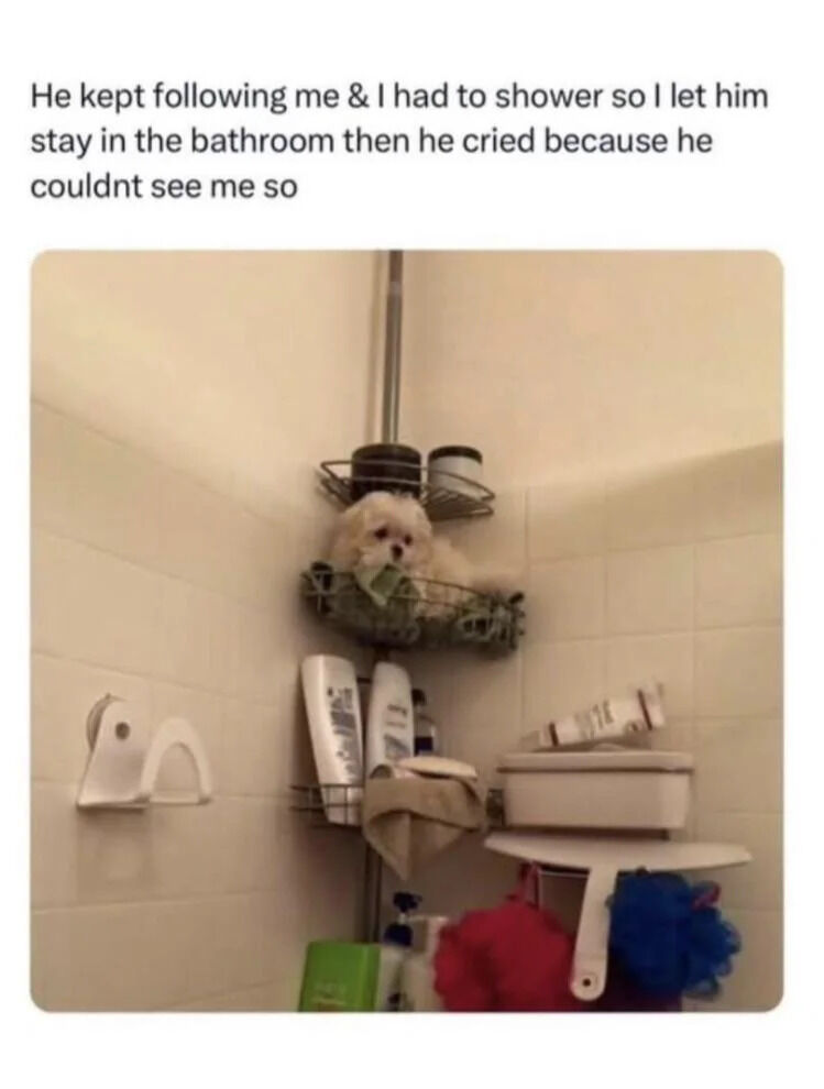 A meme consisting of a text caption and a photograph. The caption reads: 'He kept following me & I had to shower so I let him stay in the bathroom then he cried because he couldnt see me so'. Below the text is a color photograph of a small white dog sitting in a metal shower caddy shelf mounted in a bathroom. The dog is positioned on the middle shelf of the caddy, surrounded by bathroom items including a toilet paper holder with a roll, multiple shampoo/conditioner bottles, a folded towel, and a red and blue loofah hanging below. The bathroom has white tiled walls, and the dog is looking directly at the camera with a calm, alert expression.