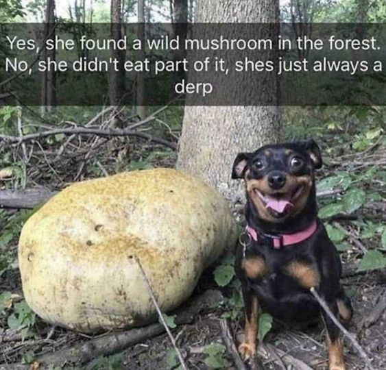 This meme features a small black-and-tan dog (likely a Miniature Pinscher mix) sitting on the forest floor next to an unusually large, pale wild mushroom. The dog has an exaggerated, silly 'derp' expression: wide, round eyes, tongue lolling out of its open mouth, which might initially make viewers think she reacted to eating the mushroom. The overlaid text subverts this expectation: *'Yes, she found a wild mushroom in the forest. No, she didn't eat part of it, shes just always a derp'*. The humor comes from the contrast between the suspiciously large mushroom (a common trope for hallucinogenic fungi) and the punchline that the dog's silly face is her natural state, not a reaction to the mushroom. The image is a real photograph, capturing a genuine, playful pet moment paired with a lighthearted caption.