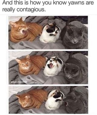 A vertical three-panel meme featuring three cats lying on a gray blanket, demonstrating contagious yawns. Panel 1: Left orange tabby cat yawns widely, middle white-and-black cat looks neutral, right gray cat remains calm. Panel 2: Left cat stops yawning, middle cat now yawns widely, right cat stays calm. Panel 3: Left cat appears sleepy with closed eyes, middle cat stops yawning, right cat finally yawns. The top text explains this sequence proves yawns are contagious.