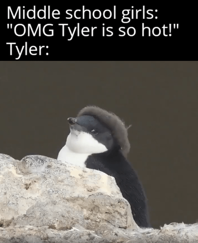 This is a single-panel joke meme. At the top, white text sets up the joke: it shows middle school girls gushing "OMG Tyler is so hot!", then the image below is what the joke presents as Tyler himself. The image features a young molting penguin that still has fluffy brown down on the back of its head, which looks just like a thick, messy haircut common for teen boys. The joke plays on the common relatable trope that the popular boy everyone crushes on in middle school is actually more dorky or unremarkable than the girls think, humorously depicting him as this penguin.