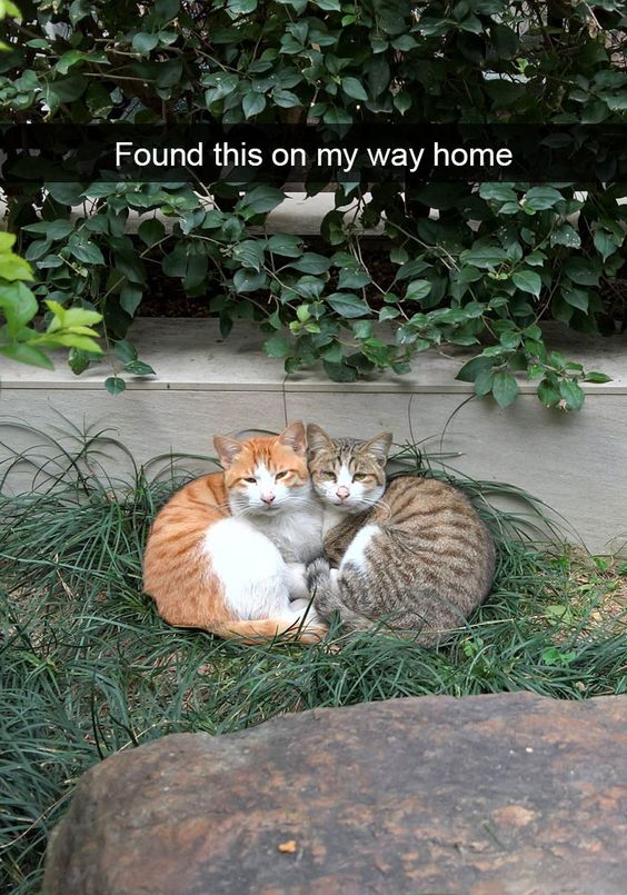 The image captures a heartwarming, candid moment of two domestic cats cuddled tightly together on a patch of green grass. One cat has an orange-and-white coat, while the other is a grey-brown tabby. Both cats are sitting side-by-side, leaning into each other, and looking directly at the camera with calm, neutral expressions. Above the cats, a semi-transparent black text overlay reads 'Found this on my way home', indicating the photographer encountered this sweet scene during their commute or walk back home. There is no wordplay or visual joke here; instead, the image relies on the inherent cuteness and wholesomeness of the affectionate cats to evoke a warm, comforting feeling in viewers. It's a simple, genuine snapshot of an unexpected, nice moment from daily life.