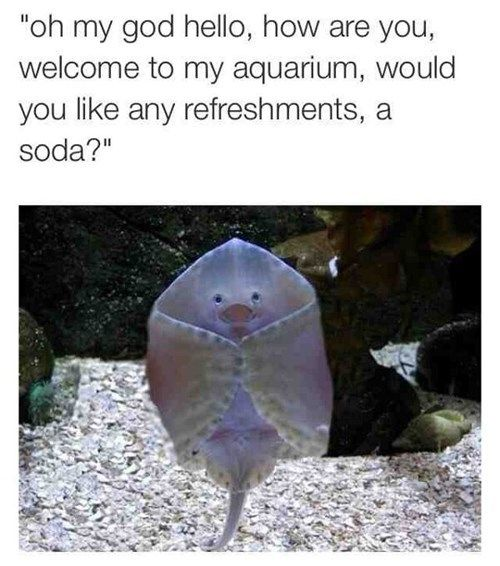 A humorous and wholesome meme featuring a photograph of a stingray standing upright on a gravel substrate in an aquarium. The stingray has a friendly, surprised expression, with its body positioned vertically as if greeting the viewer. Above the image, there is a text caption written in English that reads: 'oh my god hello, how are you, welcome to my aquarium, would you like any refreshments, a soda?' The text anthropomorphizes the stingray, giving it a welcoming and polite personality, creating a lighthearted and endearing effect.