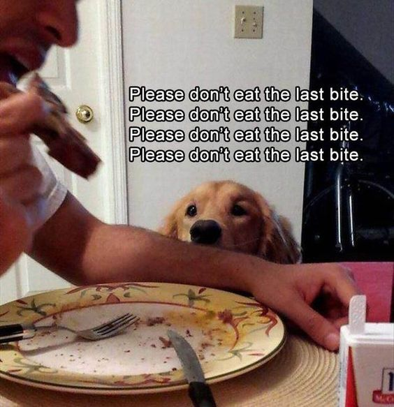 This image depicts a humorous, relatable scene featuring a golden retriever dog with a pleading, sad expression looking up at a person who is about to eat the last bite of food from a nearly empty decorative plate. The on-image text repeats the phrase "Please don't eat the last bite." four times, personifying the dog's unspoken, desperate internal plea for the remaining food. The humor stems from the exaggerated repetition of the text matching the dog's obvious longing gaze, capturing the universal experience of pets begging for scraps, especially when only a small portion of food remains. The scene feels warm and wholesome while being comedic in its portrayal of the pet's intense desire for the last bite.