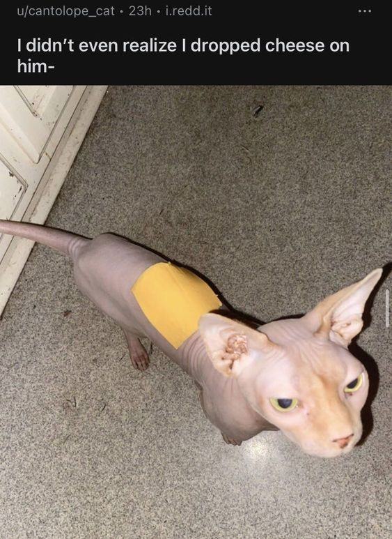 This meme showcases a hairless Sphynx cat standing on a light speckled indoor floor, with a square slice of yellow cheese stuck to its upper back. The top portion of the image is a Reddit post header from user u/cantolope_cat, containing the text: "I didn’t even realize I dropped cheese on him-". The humor stems from the visual joke: the cheese slice's color closely matches the cat's skin tone, creating an absurd, almost natural-looking contrast, paired with the relatable casual mistake of dropping food on a pet without immediate notice. The cat has wide, slightly confused yellow eyes, adding to the comedic effect of the unexpected situation.