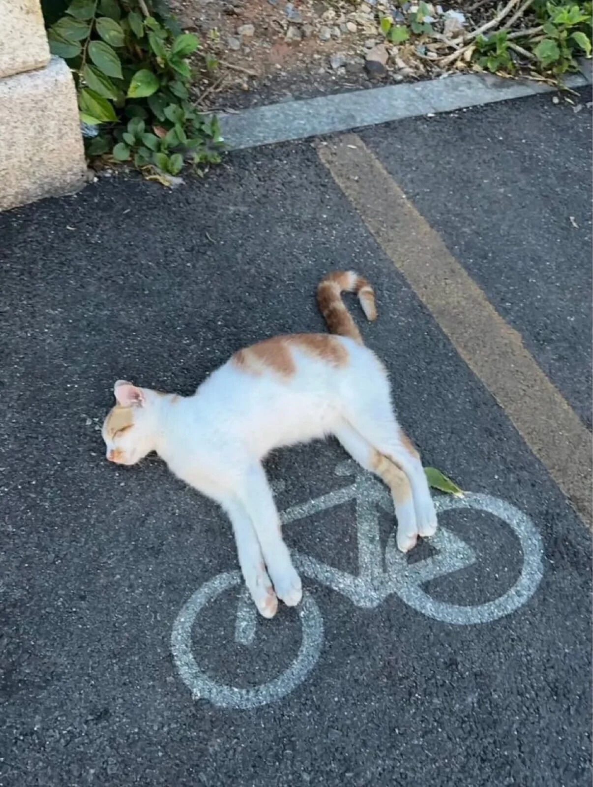 A white and orange cat is lying on its back on a paved surface, directly positioned on top of a white bicycle lane marking. The cat appears to be in a relaxed state with its eyes closed, legs spread out, and tail gently curled to one side. The background includes green leafy plants and a concrete structure on the left, while a yellow line marking runs parallel to the bicycle symbol on the right side of the pavement. The scene captures a calm and endearing moment where the cat's resting posture humorously aligns with the bicycle icon on the ground, creating a wholesome and playful visual.