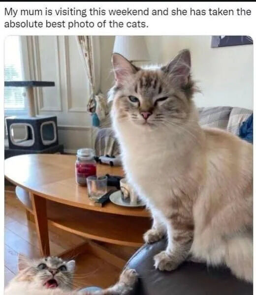 A photograph of two cats in a cozy living room setting. One cat, with fluffy cream and gray fur, sits confidently on the arm of a couch, displaying a relaxed, slightly squinty expression. The second cat lies on the wooden floor, looking upward with its mouth open in a playful manner. The background includes a wooden coffee table holding a jar, a glass, and a plate, a black cat tree with two compartments, and a window with curtains allowing natural light. Above the image is a caption stating the user's mother took the photo during her visit.
