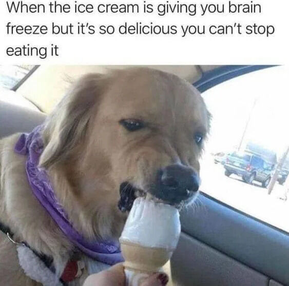 This relatable meme features a real golden retriever sitting inside a car, eating an ice cream cone held by a person's hand. The dog has a strained, pained but determined facial expression that perfectly matches the caption describing the common experience of getting a painful brain freeze from eating cold ice cream, but being unable to stop eating because the ice cream is too delicious. The dog's expression accurately captures the conflicting feelings of discomfort and enjoyment that many people have experienced when eating cold ice cream.