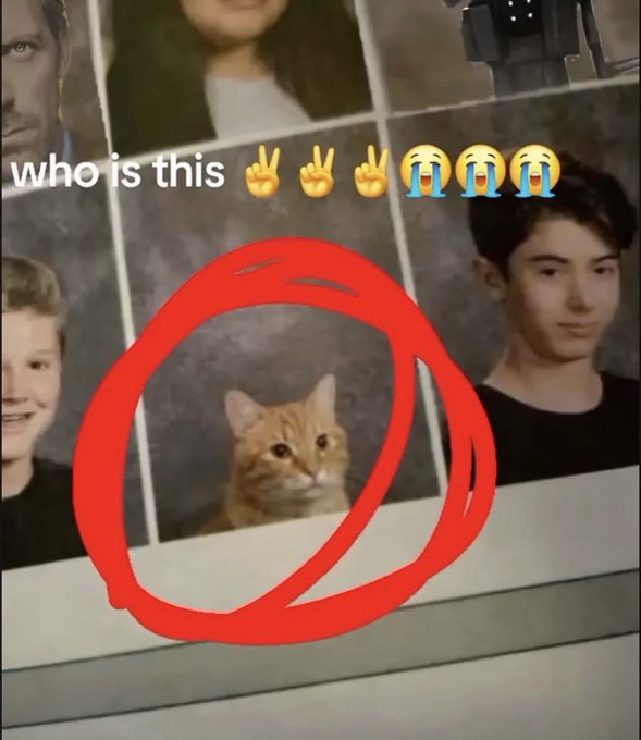 The image displays a standard school yearbook grid of student headshot portraits. One of the portrait slots unexpectedly features an orange tabby cat with a neutral, blank expression, circled in thick hand-drawn red marker to draw attention to it. Above the grid, overlaid text reads 'who is this' followed by three peace sign hand emojis and three crying-laughing face emojis. The joke stems from the absurd, unexpected inclusion of a cat among human student portraits as if it is an enrolled student at the school.