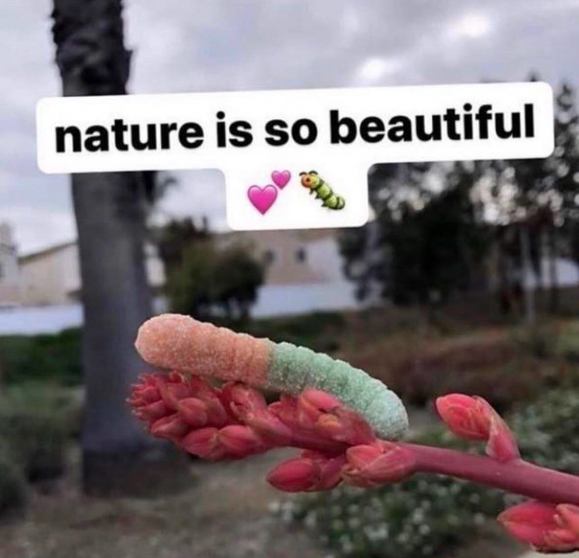 This meme uses a playful visual trick: a sugar-coated orange-and-green sour gummy worm is placed on a red flower bud, making it appear to be a large, unusual caterpillar. Above the image, text reads **"nature is so beautiful"** accompanied by two pink heart emojis and a small cartoon caterpillar sticker. The humor comes from the irony of praising nature for a "creature" that's actually a man-made candy, creating a silly, misleading take on appreciating wildlife.