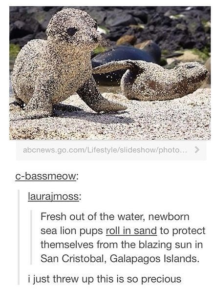 A photograph showing two newborn sea lion pups covered in sand on a beach, with dark rocks visible in the background. Below the image, there are user comments: 'c-bassmeow:' precedes 'laurajmoss:' explaining the pups' behavior, followed by the reaction 'i just threw up this is so precious'. The scene captures the pups rolling in sand, a natural behavior to protect themselves from the sun.