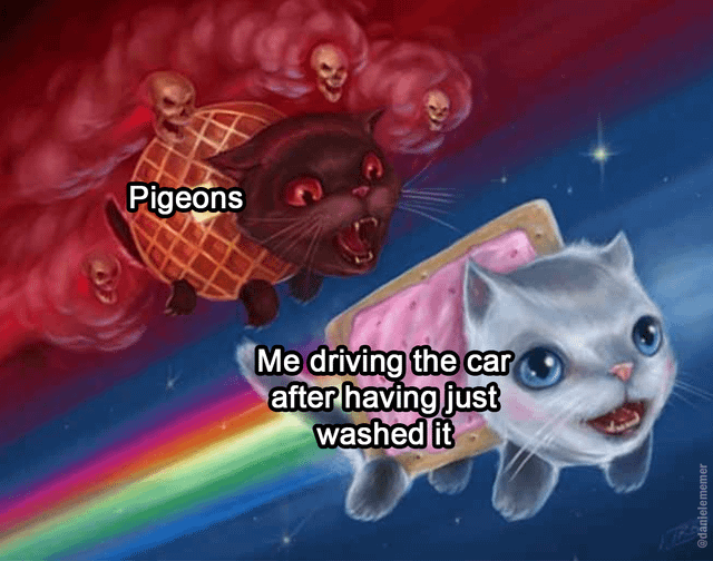 This meme adapts the iconic Nyan Cat and its evil counterpart Tac Nayn format to illustrate a common relatable frustration. The cheerful, cute grey Nyan Cat flying through space leaving a rainbow trail is labeled 'Me driving the car after having just washed it', with a slightly panicked expression as it flees. The menacing black cat with red eyes, known as Tac Nayn, follows closely behind leaving a red smoke trail filled with floating skulls, labeled 'Pigeons'. The joke references the widely relatable experience where pigeons frequently defecate on cars right after they have been washed, ruining the cleaning effort immediately.