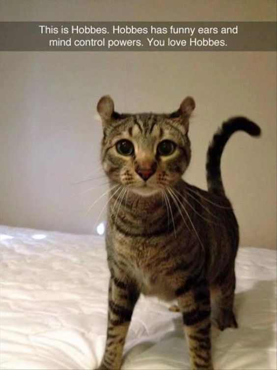 The image features a real tabby cat named Hobbes standing on a white bed, facing the camera directly with wide, dark eyes. The cat has distinct small, curled ears, a common trait of the American Curl cat breed. A text overlay is placed at the top of the image that reads: 'This is Hobbes. Hobbes has funny ears and mind control powers. You love Hobbes.' The joke is a playful, humorous nod to how endearing and charming uniquely cute pets are, framing the cat's appeal as a supernatural 'mind control' ability that forces viewers to like him, aligning with common wholesome internet pet meme tropes.