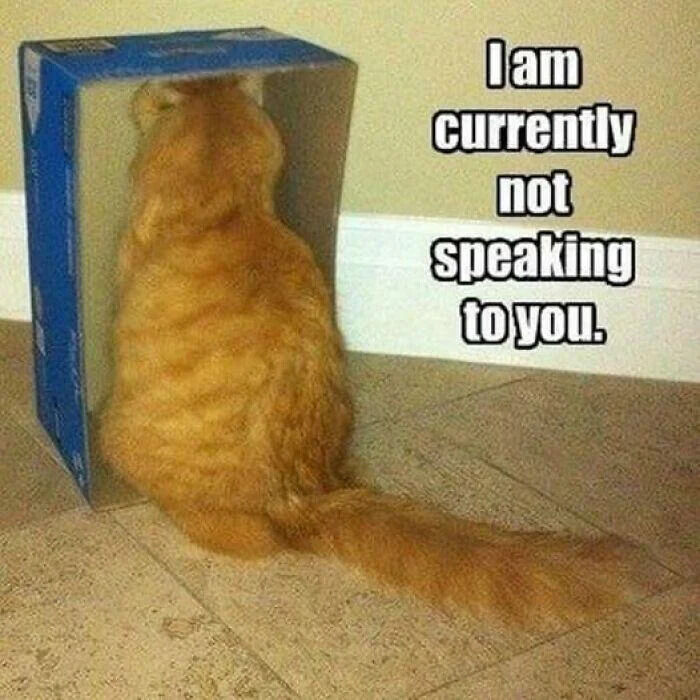 This meme features a fluffy real orange tabby cat that stuffed its entire head and upper body into a small blue cardboard box in the corner of a room, with its back turned completely to the viewer and only its long tail sticking out of the box. To the right of the cat, text overlay reads "I am currently not speaking to you." The joke relates the cat's hiding, sulking behavior to a person who is upset, wants space, or is ignoring someone when in a bad mood.