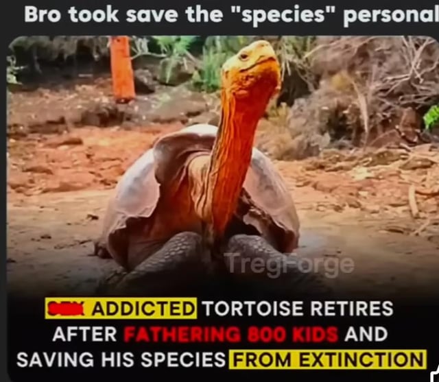 The image features a large tortoise with a reddish neck and shell sitting on a dirt ground in a natural outdoor setting. A top text overlay reads 'Bro took save the 'species' personal' and a bottom headline-style text states 'ADDICTED TORTOISE RETIRES AFTER FATHERING 800 KIDS AND SAVING HIS SPECIES FROM EXTINCTION' with a 'CNN' logo to the left. The tortoise appears calm, positioned centrally with a blurred background of vegetation and dirt. The meme humorously frames the tortoise as 'addicted' to breeding, using internet slang to satirize its role in species conservation.