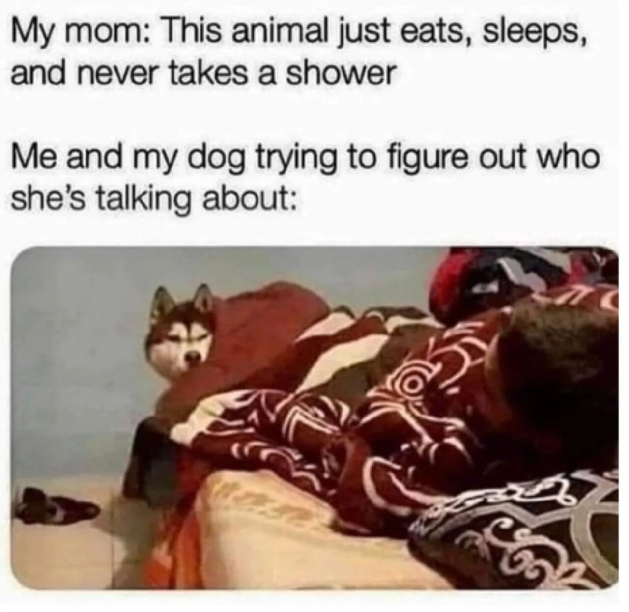The meme consists of two sections of text followed by an image. The top text reads: 'My mom: This animal just eats, sleeps, and never takes a shower'. The middle text reads: 'Me and my dog trying to figure out who she's talking about:'. Below the text is a photograph of a Husky dog and a person (partially visible) lying on a bed, covered by a red and white patterned blanket. The Husky has a calm yet slightly confused expression, and both appear to be in a relaxed, lounging position, emphasizing their shared confusion about the mom's comment.