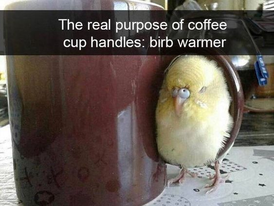 This wholesome meme features a small yellow bird (referred to using the internet slang 'birb') comfortably resting inside the handle of a large brown coffee mug. The text overlay at the top reads: *The real purpose of coffee cup handles: birb warmer*, playfully reimagining the everyday object's function as a cozy spot for pet birds. The bird appears sleepy and relaxed, with its eyes half-closed, which enhances the warm, gentle, and endearing tone of the image.