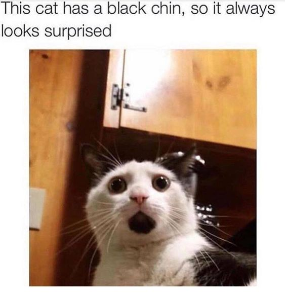 This single-panel meme shows a close-up photo of a black and white tuxedo cat looking directly at the camera. The cat has wide, round, wide-open eyes, and a patch of solid black fur on its chin that makes its mouth look like it is permanently hanging open in a shocked expression. Text above the photo explicitly explains that the cat's black chin is the reason it always appears surprised. The background shows light wooden kitchen cabinets and a wooden door frame, indicating the photo was taken inside a home.