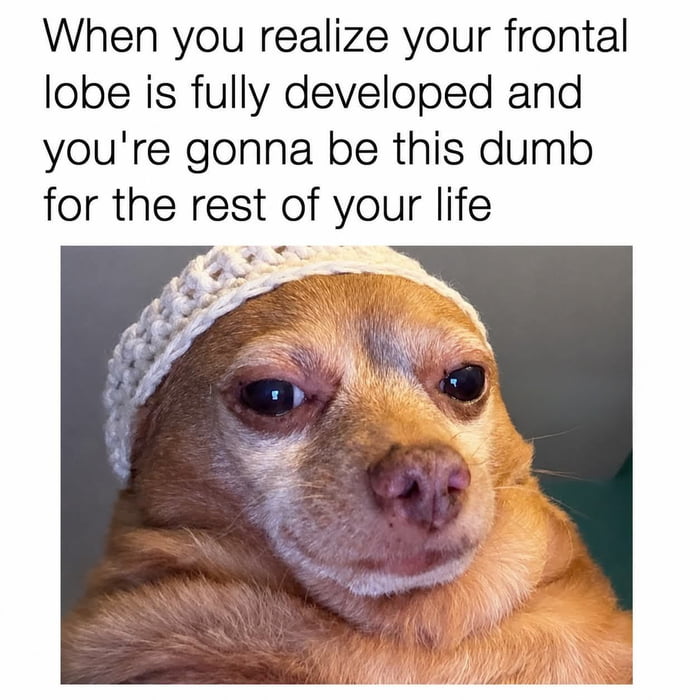 This is a relatable self-deprecating meme. The top of the image features text that reads 'When you realize your frontal lobe is fully developed and you're gonna be this dumb for the rest of your life'. Below the text is a photograph of a tan chihuahua wearing a small white crocheted beanie, looking at the camera with a tired, resigned, deadpan expression that perfectly matches the defeated, disappointed mood of the text. The joke plays on the relatable feeling of realizing even after your brain finishes maturing, you still make silly mistakes or feel unintelligent, using the chihuahua's unimpressed, exhausted look to emphasize the sentiment.