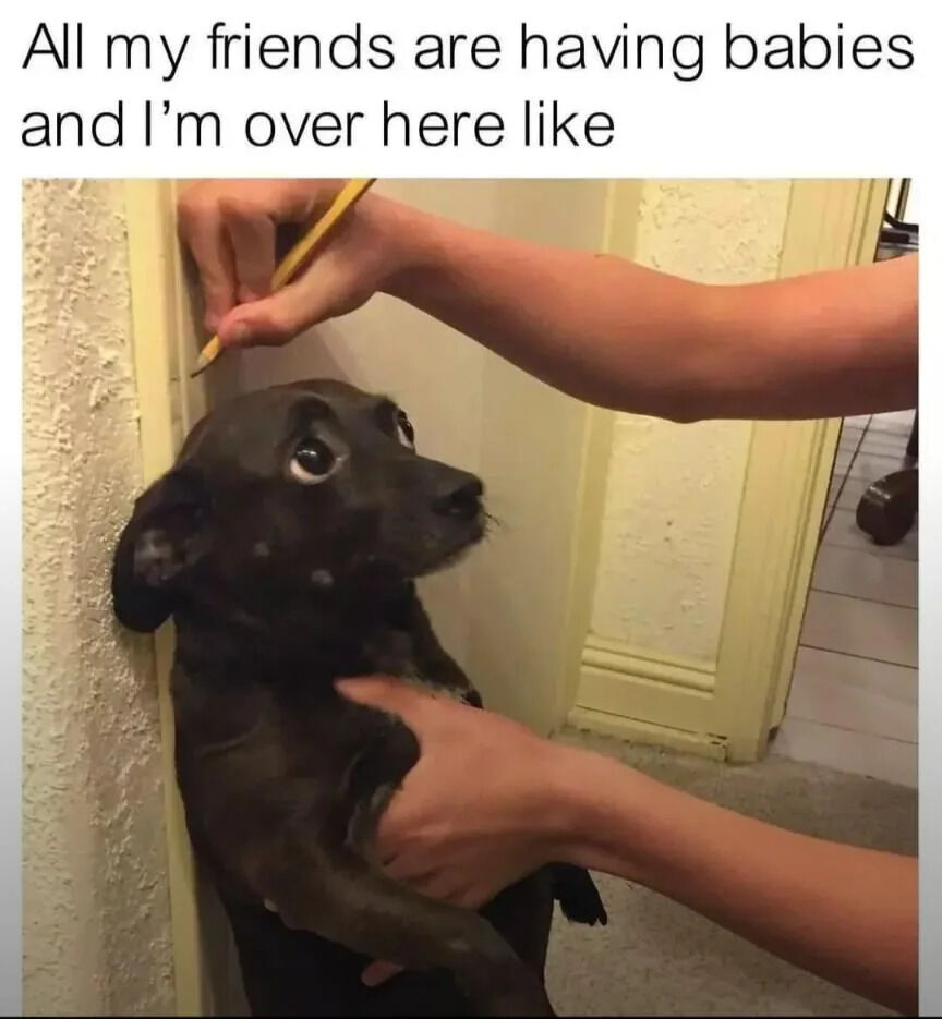 A meme featuring top text that reads 'All my friends are having babies and I’m over here like' followed by a photograph of a small black dog standing on its hind legs against a wall. A person’s hands are seen holding a pencil to measure the dog’s height, with the dog looking up with a curious and slightly concerned expression. The meme humorously contrasts the life milestone of friends having children with the person’s focus on their pet, creating a wholesome and relatable joke about different life paths.