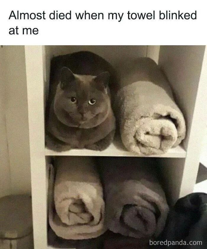 The image depicts a white shelf with two levels. On the top shelf, a dark brown cat with large, round eyes sits next to a rolled-up beige towel, its color blending with the towel's neutral tone. The bottom shelf contains two additional rolled towels in similar shades. Above the shelf, a humorous caption reads: 'Almost died when my towel blinked at me.' The joke hinges on the cat's position and color making it appear as an inanimate towel until it blinks, creating a startling and funny moment for the observer.