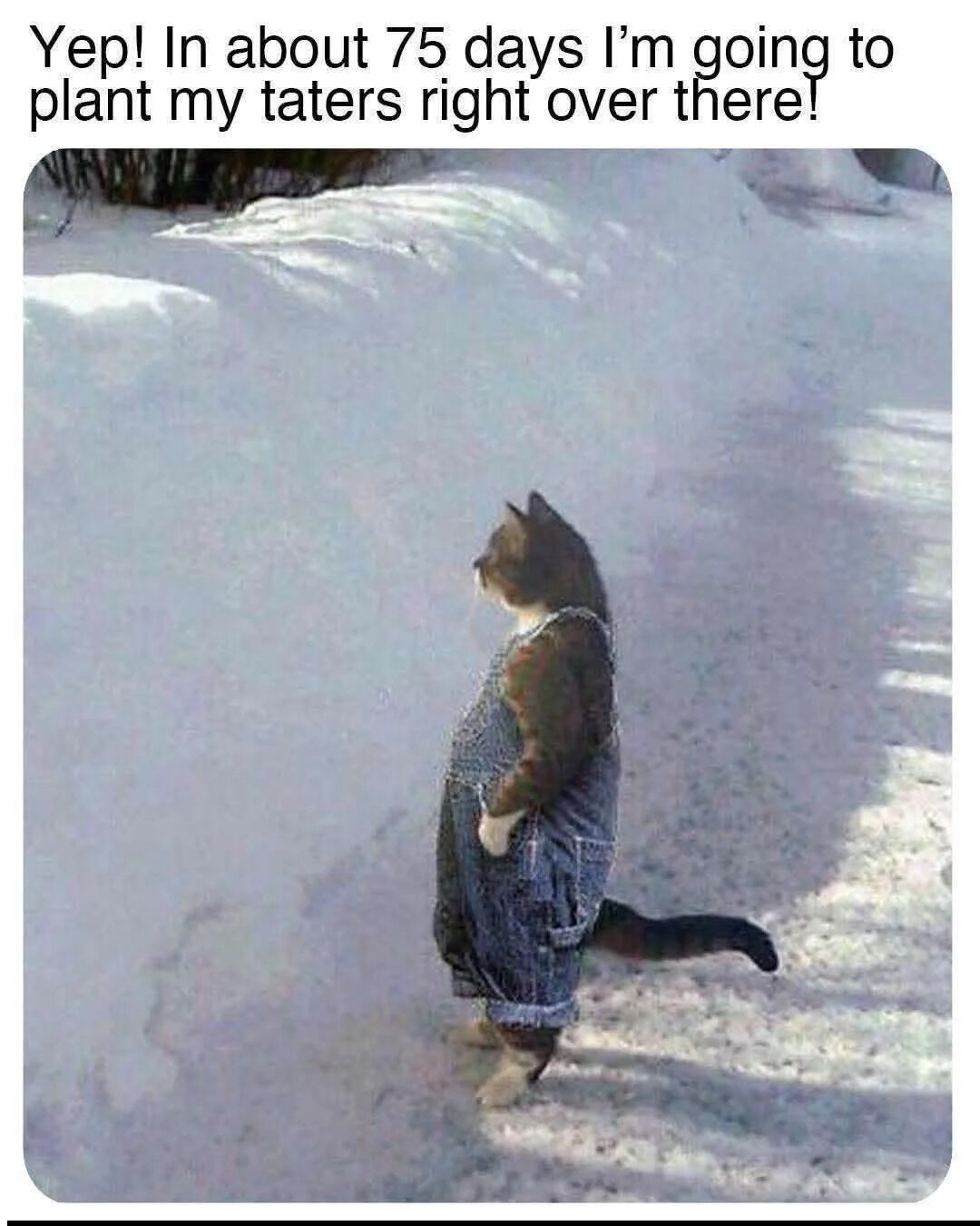 A wholesome meme featuring a cat standing upright in a snowy landscape, wearing blue denim overalls. The cat is positioned with one paw in a pocket, looking to the right, as if surveying the area. Above the cat, text reads: 'Yep! In about 75 days I'm going to plant my taters right over there!' The image combines a real cat with edited clothing to create a human-like, determined farmer persona, evoking a sense of optimism and planning for future gardening despite the winter snow.