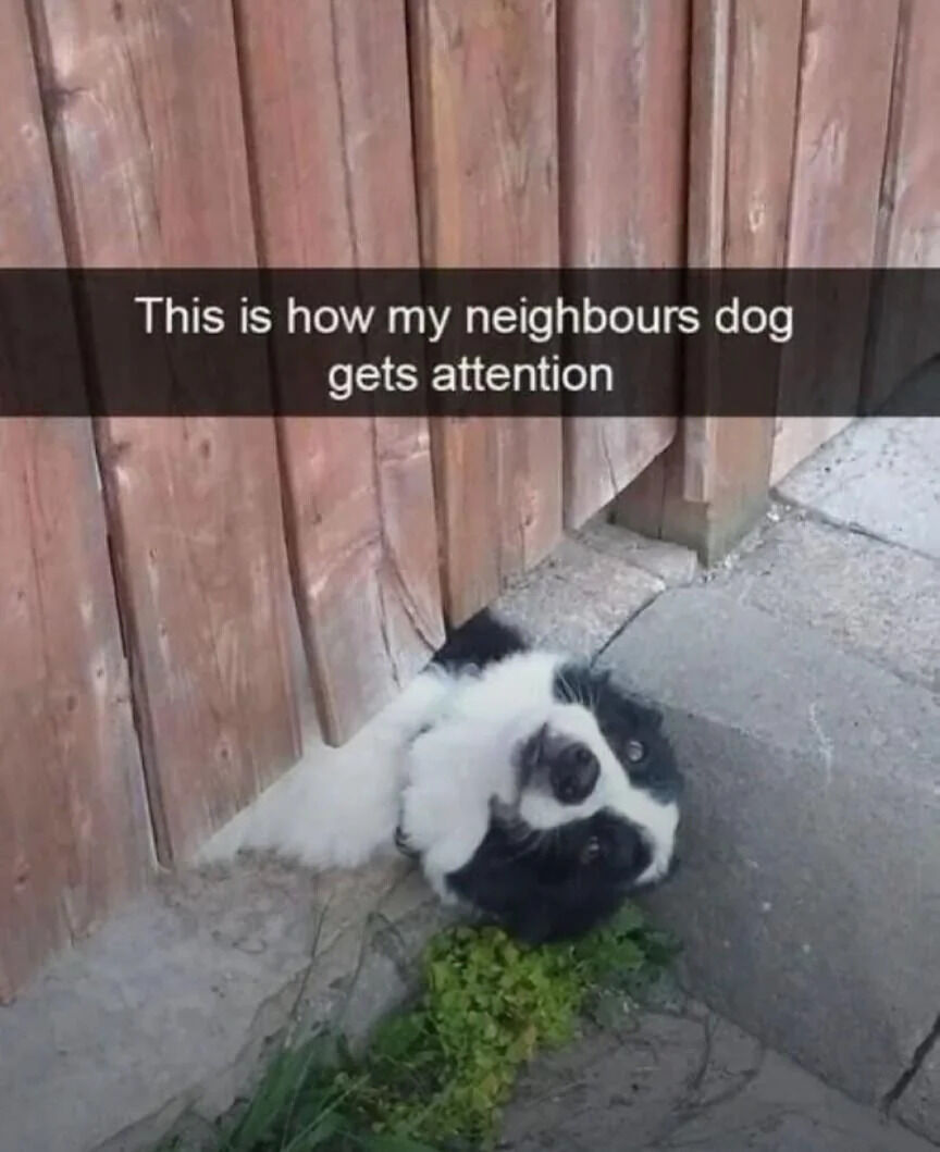 A photograph capturing a black and white dog (likely a Border Collie) peeking its head and front paws out from under a wooden fence. The dog lies on a concrete surface, looking upward with a playful and curious expression. Overlaid text at the top reads, 'This is how my neighbours dog gets attention,' emphasizing the dog's endearing method of seeking notice by squeezing under the fence.
