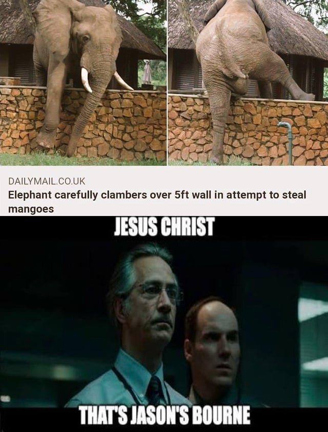A meme consisting of two sections. The top section features two side-by-side images of an elephant carefully climbing over a 5ft stone wall, with the Daily Mail headline: 'Elephant carefully clambers over 5ft wall in attempt to steal mangoes' and the watermark 'DAILYMAIL.CO.UK'. The bottom section is a screenshot from a movie showing two men with shocked expressions; above them is the text 'JESUS CHRIST' and below is 'THAT'S JASON'S BOURNE'. The humor lies in comparing the elephant's stealthy, agile climb to the action-hero antics of Jason Bourne from the Bourne film series.