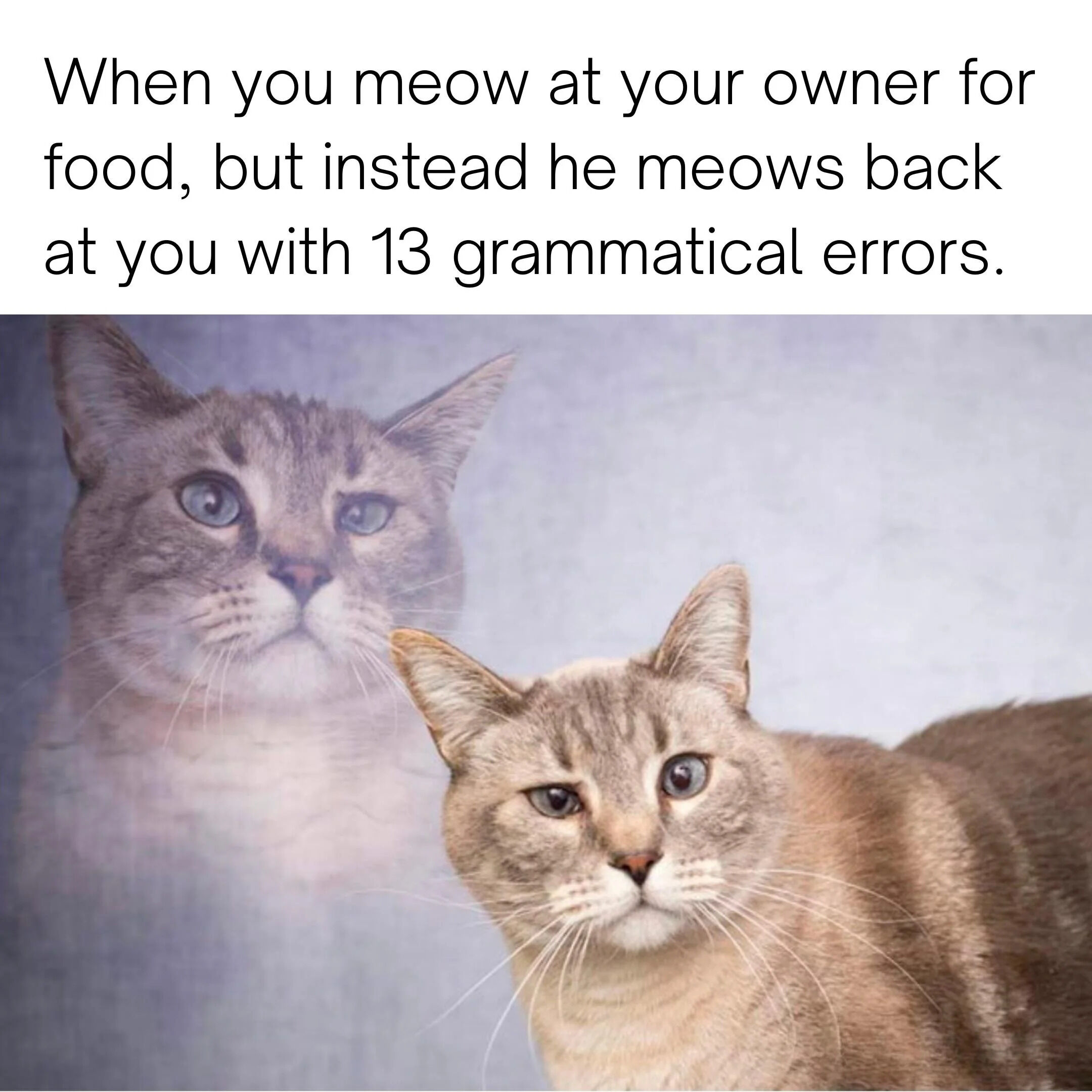 The meme consists of a top text section and a lower image of two cats. The text reads: 'When you meow at your owner for food, but instead he meows back at you with 13 grammatical errors.' Below the text, there are two cats: one in the background with a slightly blurred, larger face looking forward with a neutral, curious expression, and a smaller cat in the foreground sitting and looking to the side with a confused expression, suggesting the cat's reaction to the owner's grammatically incorrect meow. The humor arises from the anthropomorphic scenario where the cat expects food but receives a flawed response, highlighted by the cat's apparent confusion.