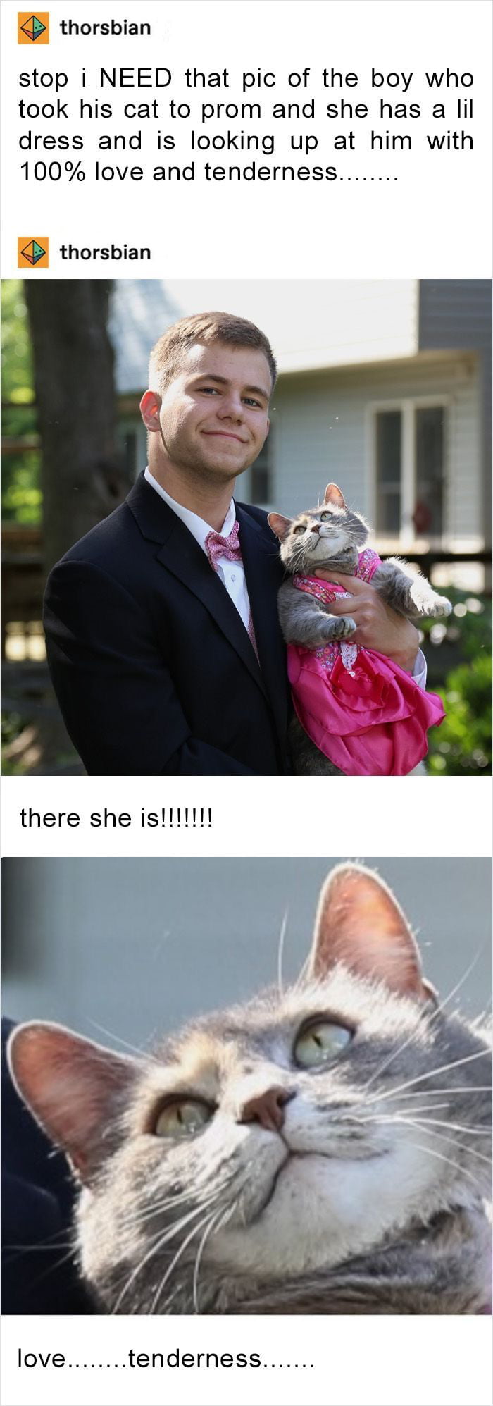 A three-panel meme from 9Gag posted by user 'thorsbian'. The first panel contains text: 'stop i NEED that pic of the boy who took his cat to prom and she has a lil dress and is looking up at him with 100% love and tenderness.......'. The second panel shows a photograph of a young man in a black suit with a pink bow tie holding a gray cat dressed in a pink frilly dress; the cat is looking up at him with a loving expression. Below this image is the text: 'there she is!!!!!!'. The third panel is a close-up of the cat's face with wide, adoring eyes, accompanied by the text: 'love........tenderness.......'. The meme emphasizes the heartwarming bond between the boy and his cat, highlighting their cute and affectionate interaction.