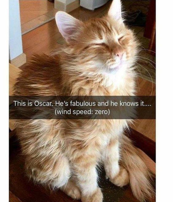 This image shows a long-haired ginger tabby cat named Oscar sitting indoors with his eyes closed, looking extremely relaxed and content. His fur is naturally fluffy and tousled, giving him a dramatic windswept look that people would normally associate with a strong breeze. An overlaid text bar jokes that 'This is Oscar. He’s fabulous and he knows it.... (wind speed: zero)'. The punchline is that Oscar's naturally amazing fluffy coat already looks perfectly styled even with absolutely no wind, leaning into the cute joke that he is effortlessly fabulous. It is a lighthearted, wholesome pet meme.