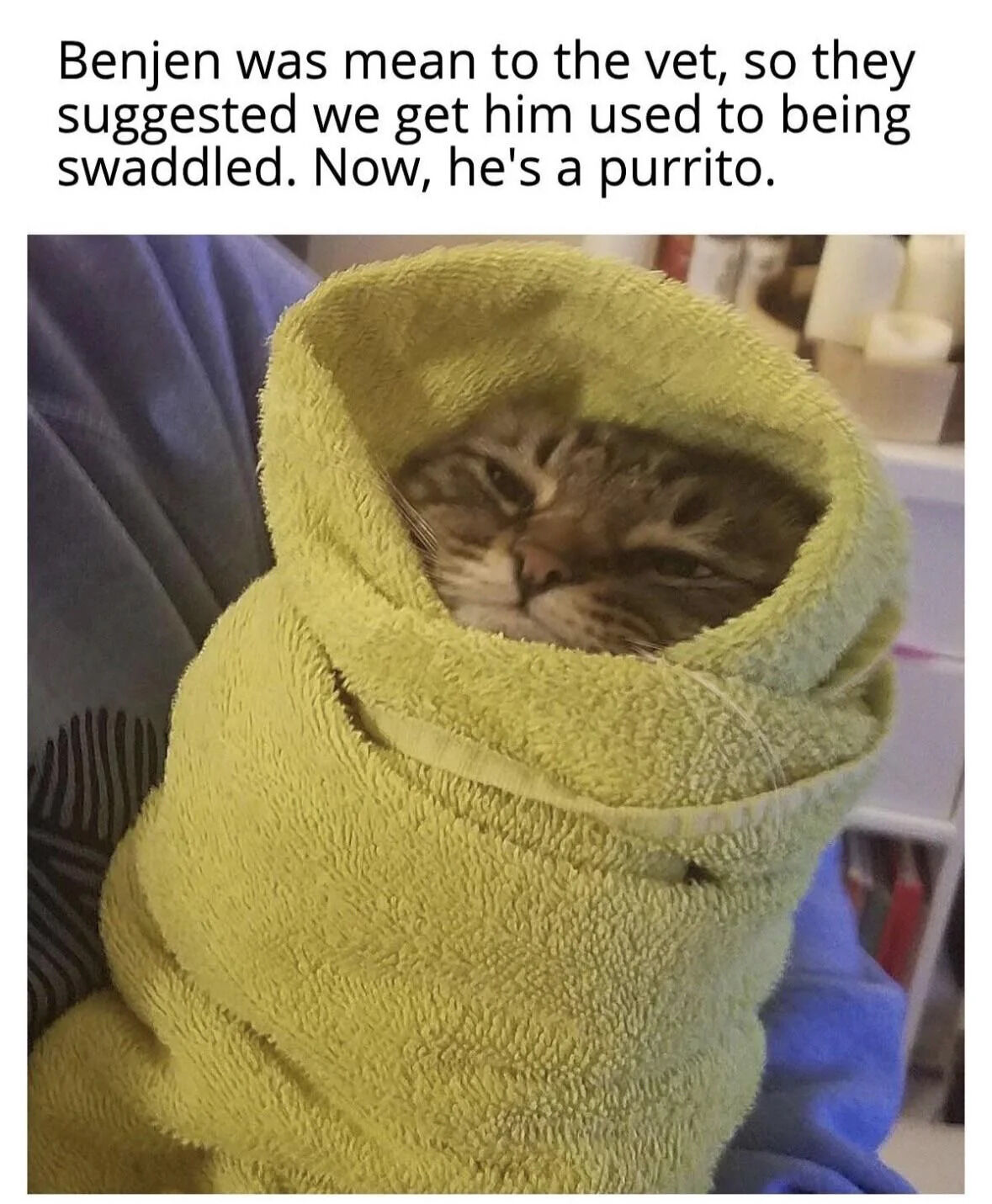 This wholesome meme features a real tabby cat named Benjen, wrapped snugly in a light green towel that makes him look exactly like a wrapped burrito. The text at the top explains the backstory: Benjen misbehaved at the vet, so the vet suggested his owners get him used to being swaddled, and the meme uses a pun calling him a 'purrito' — a portmanteau of 'purr' (the sound a cat makes) and 'burrito'. The cat looks relaxed and content, resting against blue fabric that is likely his owner's clothing.