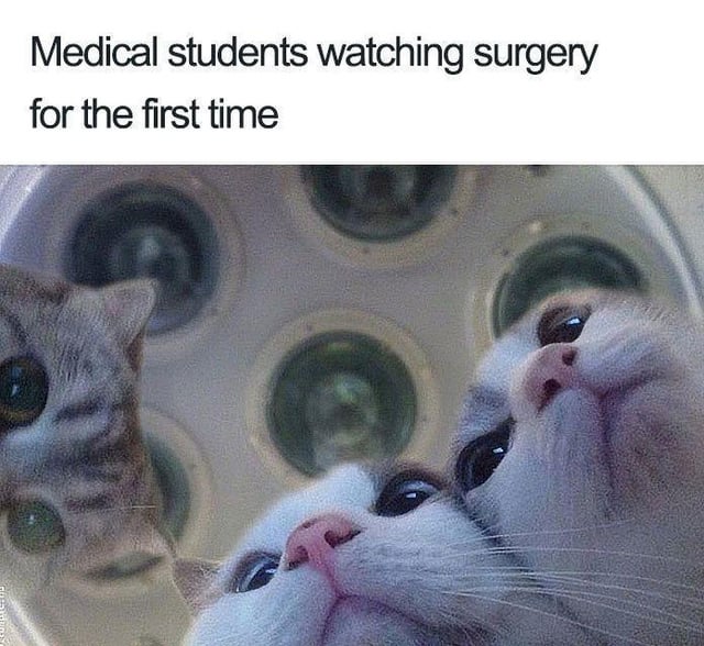 This humorous meme uses a forced perspective photograph of three wide-eyed, startled-looking cats positioned beneath a surgical operating lamp (the circular multi-lens lamp is visible in the background). The top caption reads "Medical students watching surgery for the first time". The core joke is the visual parallel: the cats' shocked, overwhelmed, and fascinated expressions perfectly mirror the likely reaction of medical students witnessing their first surgical procedure—capturing the mix of intimidation, curiosity, and stunned awe that comes with this intense new experience. The forced perspective makes it appear as if the cats are inside an operating room, directly under the surgical light, which amplifies the comedic comparison between the students' reactions and the cats' wide-eyed faces.