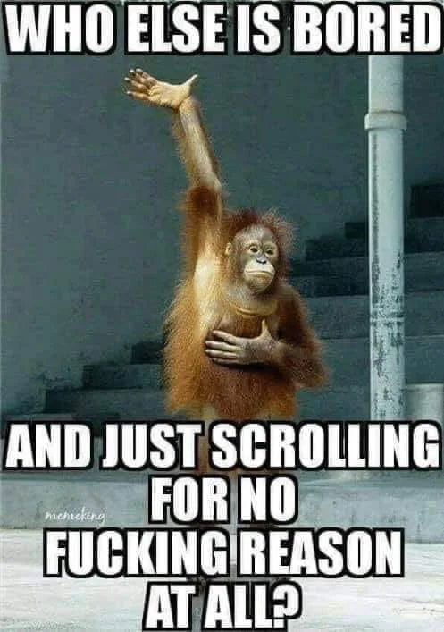 The meme displays a photograph of an orangutan standing in front of an outdoor concrete staircase and a weathered white pole. The orangutan has a bored, unimpressed expression, holds one hand to its chest, and raises its other arm high in the air as if raising its hand to answer a question. Bold white text with a black outline is overlaid at the top and bottom of the image: the top line reads 'WHO ELSE IS BORED', and the bottom text continues 'AND JUST SCROLLING FOR NO FUCKING REASON AT ALL?'. The meme humorously references the common relatable experience of mindlessly scrolling through social media out of boredom with no specific goal or content in mind.
