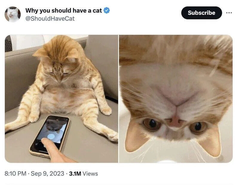 A two-panel Twitter/X post titled 'Why you should have a cat' featuring an orange tabby cat. The left panel shows the cat sitting relaxed on a beige couch with legs spread, a human finger pointing at a smartphone displaying the cat's reflection. The right panel is a close-up upward shot of the cat's face, highlighting large, curious eyes and a pink nose. The post includes a timestamp (8:10 PM · Sep 9, 2023) and view count (3.1M Views), presenting endearing cat behavior to humorously advocate for cat ownership.