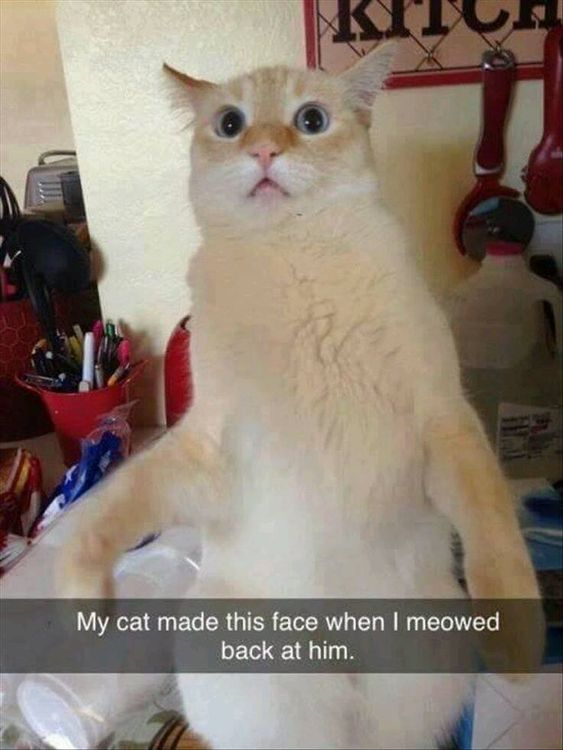 A light cream-colored cat sits upright on a cluttered table, displaying a shocked expression with wide, round eyes and an open mouth. The background includes various items: a red container holding pens, a black object (possibly a speaker), red kitchen utensils, and a plastic jug. At the bottom, a caption reads, 'My cat made this face when I meowed back at him,' emphasizing the cat's unexpected reaction to the owner's interaction. The scene appears to be a casual, candid moment in a kitchen or workspace.
