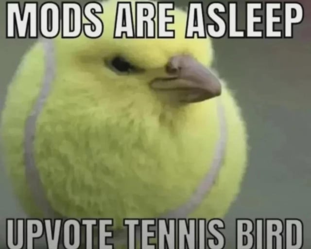 A meme image featuring a yellow tennis ball edited to resemble a small bird, with added facial features (eyes and a beak) against a plain, neutral background. The top text reads 'MODS ARE ASLEEP' in bold, uppercase letters, and the bottom text reads 'UPVOTE TENNIS BIRD' in the same style. The humor stems from the absurdity of a tennis ball portrayed as a bird and the playful Reddit-specific context, encouraging users to upvote the post while moderators are inactive.
