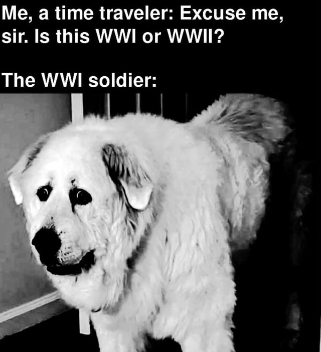 A humorous meme depicting a time traveler approaching a 'WWI soldier' with the question, 'Excuse me, sir. Is this WWI or WWII?' The punchline relies on visual substitution: the 'WWI soldier' is represented by a black and white photograph of a fluffy white dog with a confused, sad expression (droopy eyes, slightly tilted head), implying the dog cannot provide a coherent answer, thus creating a comedic misunderstanding about historical context.