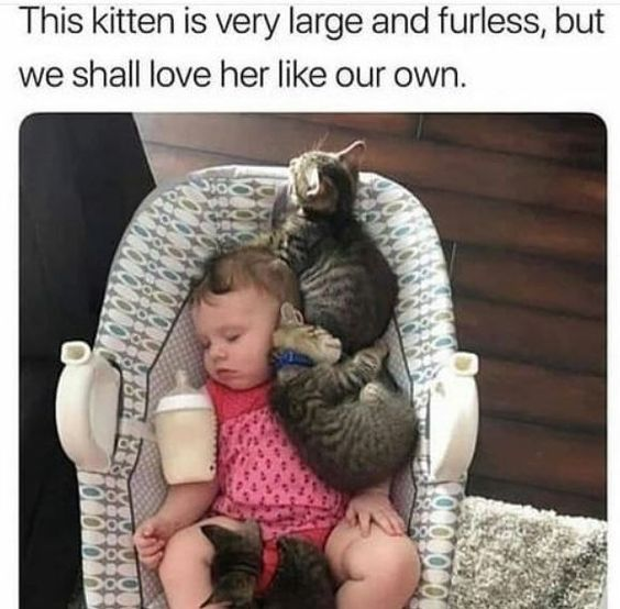 The meme has text at the top above a candid photograph. The text reads 'This kitten is very large and furless, but we shall love her like our own.' The photo shows a sleeping human baby wearing a pink polka dot outfit, sitting in a patterned baby bouncer with a baby bottle placed next to her. Three tabby kittens are cuddled up to the baby: one behind her head, one tucked against her side, and one resting on her legs. The humor comes from the joke that the 'large furless kitten' referenced in the text is actually the human baby, who the real kittens have accepted as one of their group, creating a warm, cute, humorous effect.