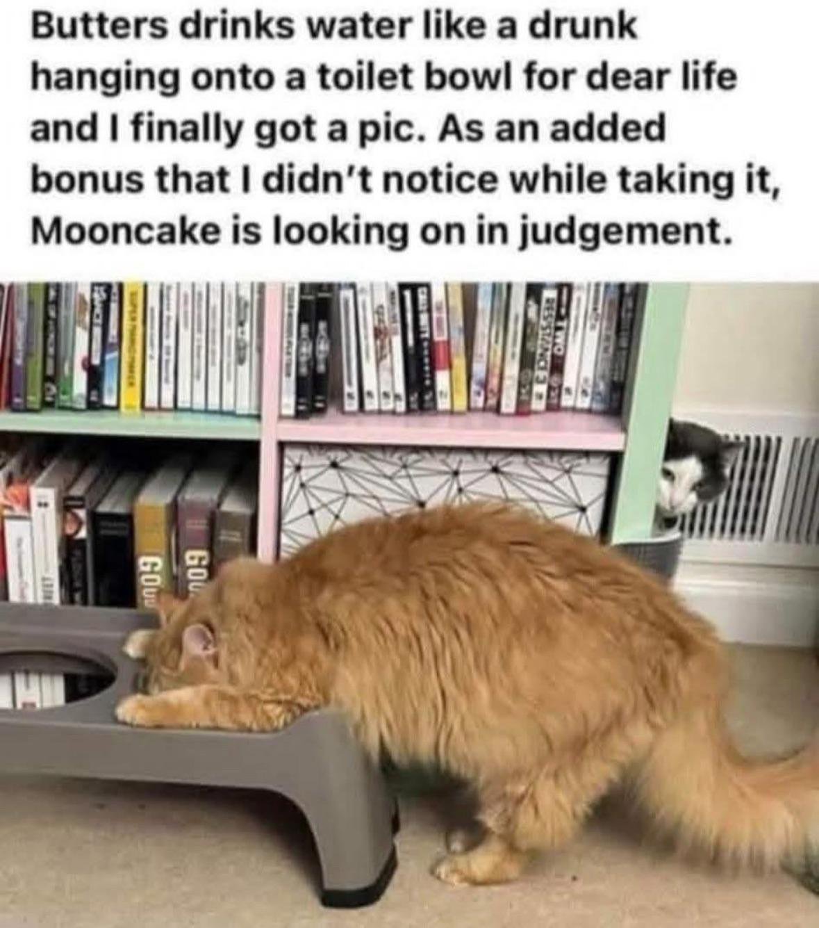 The image features two cats in a domestic setting. In the foreground, a fluffy orange cat named Butters is seen drinking water from a gray bowl, leaning heavily into it with both front paws gripping the edge, hunched over in an awkward, almost desperate posture—resembling a drunk person clinging to a toilet bowl. In the background, a black and white cat named Mooncake peeks out from behind a light green and pink bookshelf filled with various books, fixing Butters with a明显 judgmental stare. The scene is set on a carpeted floor with a radiator visible behind Mooncake. Above the image is a humorous caption explaining Butters' unorthodox drinking style and highlighting Mooncake's unexpected judgmental expression.