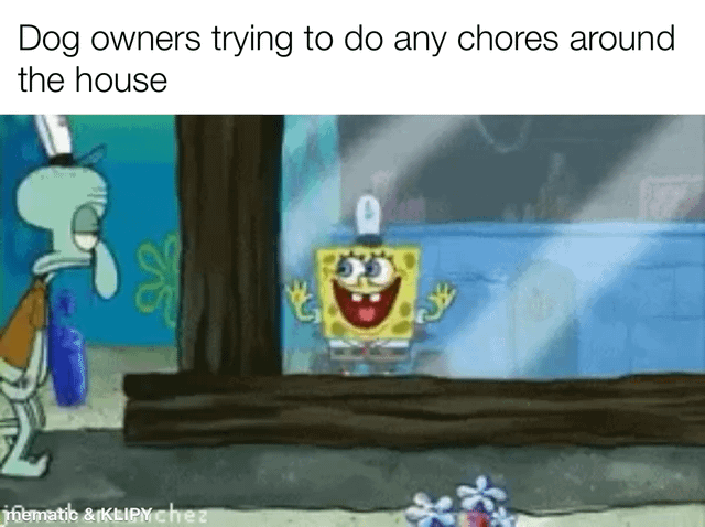 This meme uses a scene from the animated show SpongeBob SquarePants. The text at the top reads 'Dog owners trying to do any chores around the house'. In the image, Squidward stands inside looking tired and exasperated, representing a dog owner attempting to complete housework. SpongeBob is pressed enthusiastically against the outside of the glass window, grinning widely with his hands on the glass, representing a clingy dog that refuses to leave its owner's side and demands constant attention while the owner is trying to do chores, creating a relatable funny joke for people who own dogs.